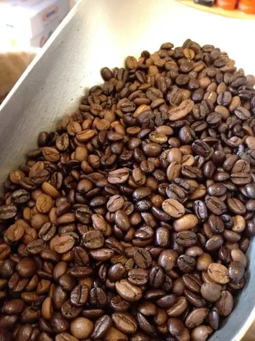 Bronx Zoo Premium Wild Birdseed Mix 1 lb Bags - Cerini Blend bronx zoo premium wild birdsee 0 1750493053 - CERINCOFFEE