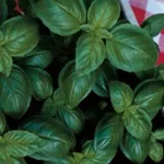 italian basilico italiko herb 0 1750488317 - CERINCOFFEE