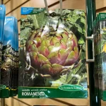 organic roman artichoke seeds 0 1750488313 - CERINCOFFEE