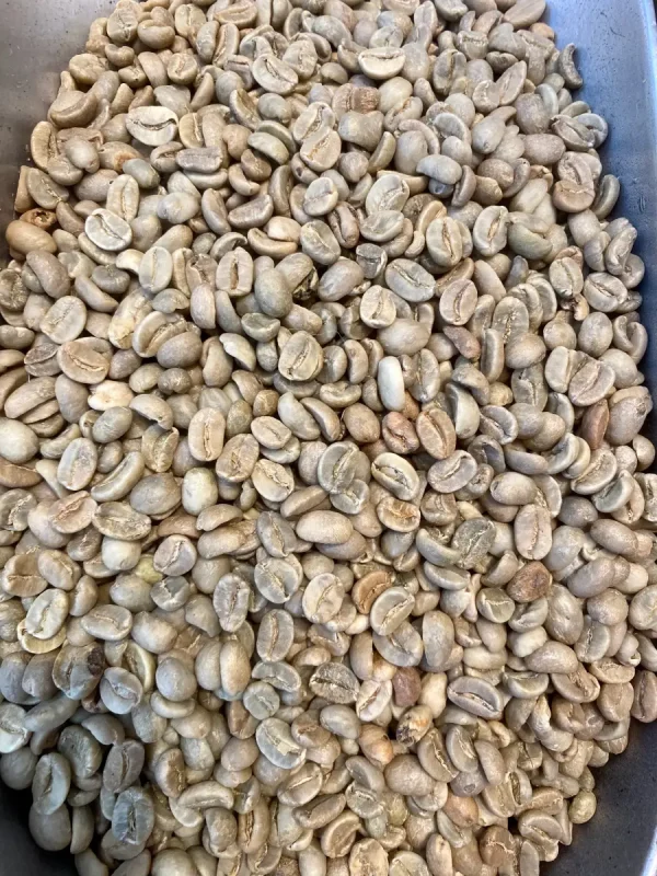 Premium Colombian Unroasted Green Coffee Beans 1lb premium colombian unroasted gr 0 1750491060 - CERINCOFFEE